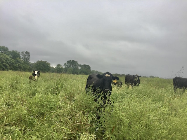 1065 Nicks Rd, Bradleyville, MO 65614 - view of local wilderness