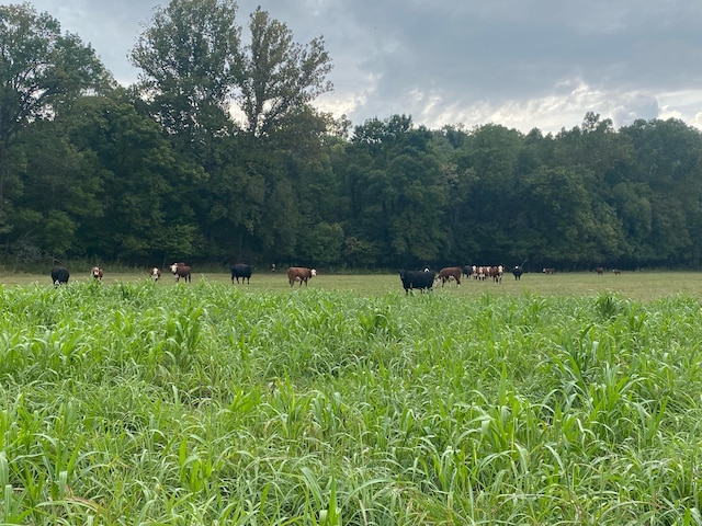 1065 Nicks Rd, Bradleyville, MO 65614 - view of woods featuring a view of countryside