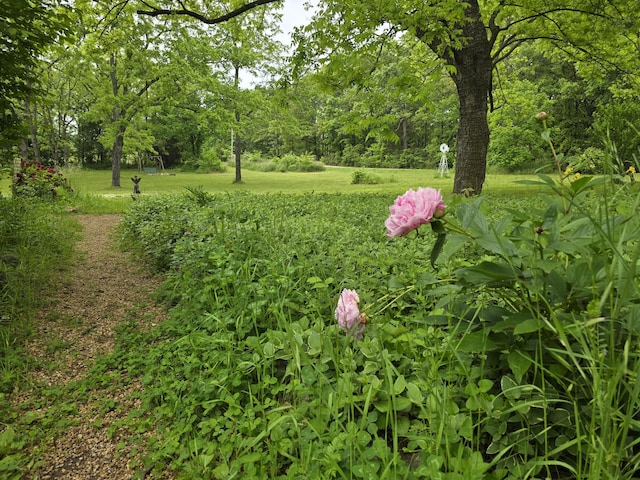 3590 County Road 7140, West Plains, MO 65775 - view of grassy yard