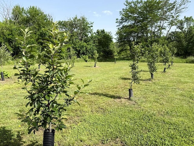 30285 E Pawhuska Rd, El Dorado Springs, MO 64744 - view of grassy yard