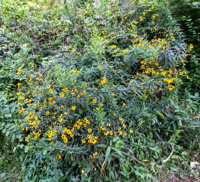 5312 S Hawthorne Dr, Springfield, MO 65804 - view of nature