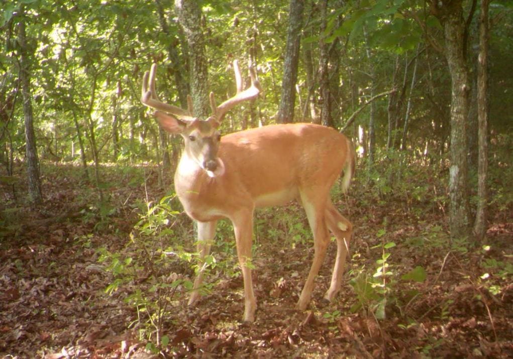 000 County Road 9640, Koshkonong, MO 65692