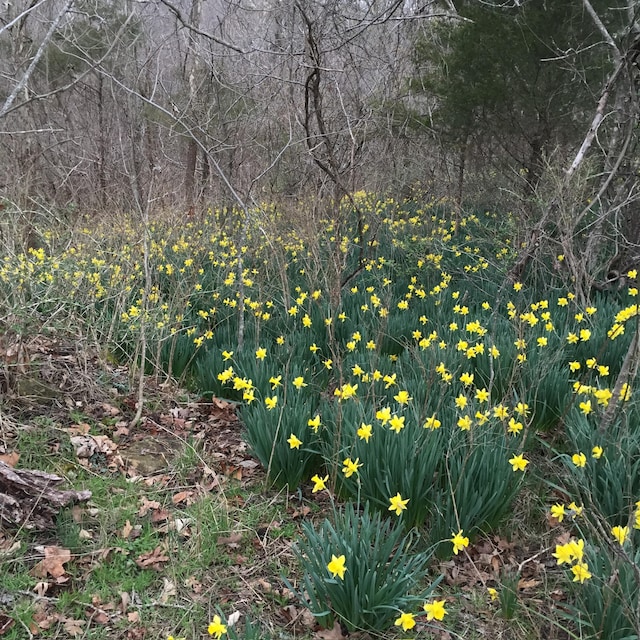 1007 Headwaters Dr, Marshfield, MO 65706 - view of nature