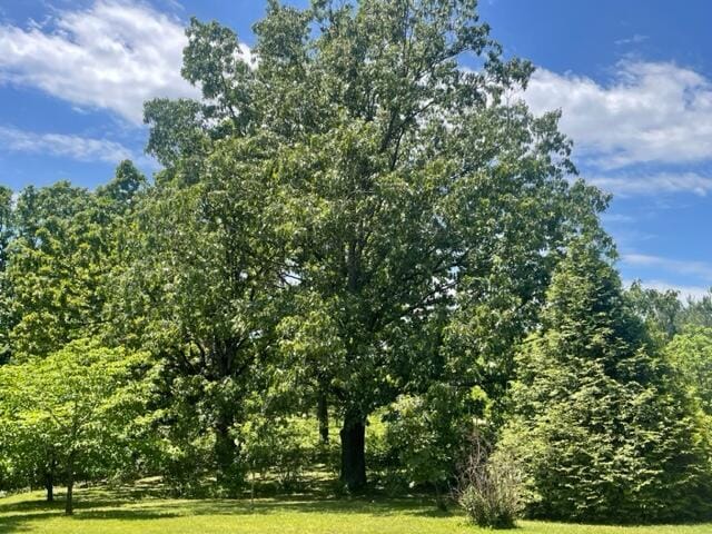10694 Red Spring Rd, Mountain Grove, MO 65711 - view of nature