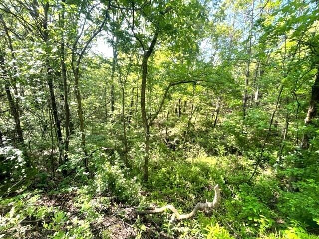 10694 Red Spring Rd, Mountain Grove, MO 65711 - view of woods