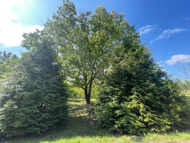 10694 Red Spring Rd, Mountain Grove, MO 65711 - view of nature