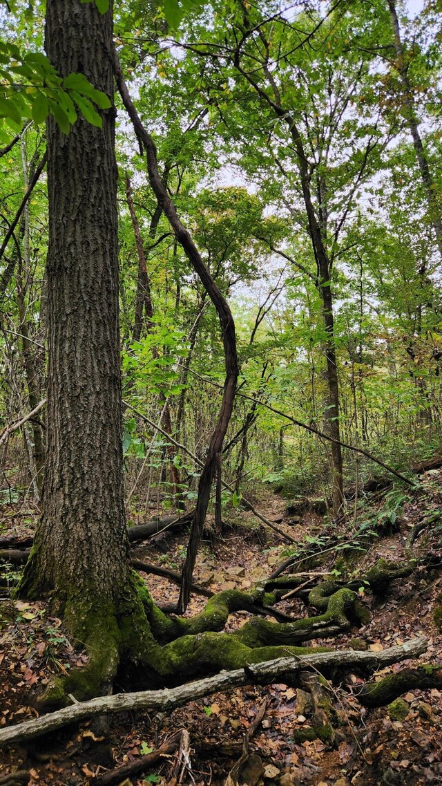 607 Sumac Ln, Marshfield, MO 65706 - view of undeveloped land