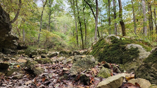 607 Sumac Ln, Marshfield, MO 65706 - view of woods