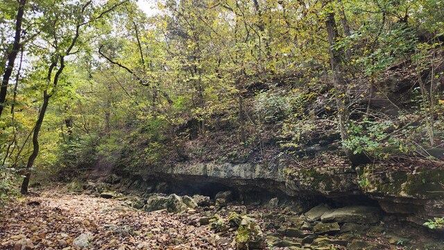 607 Sumac Ln, Marshfield, MO 65706 - view of tree filled area