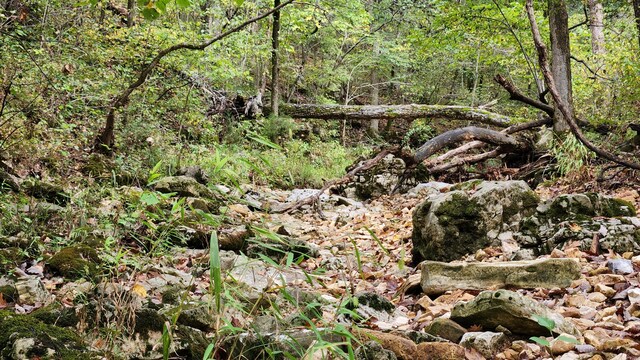 607 Sumac Ln, Marshfield, MO 65706 - view of wooded area