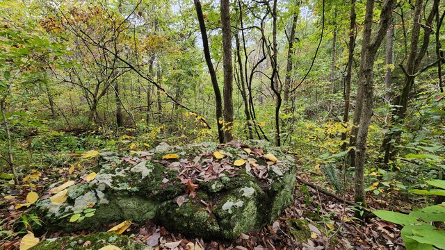 607 Sumac Ln, Marshfield, MO 65706 - view of woods