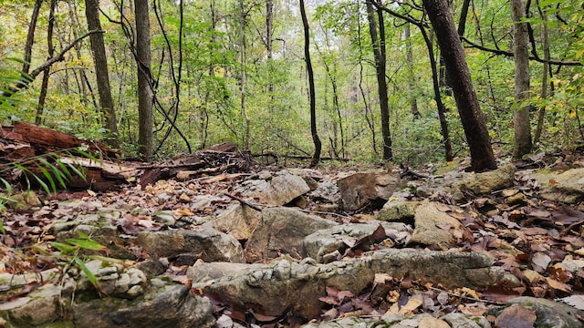 607 Sumac Ln, Marshfield, MO 65706 - view of wooded area