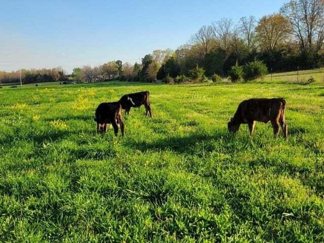 8689 County Road 7110, West Plains, MO 65775 - surrounding community featuring a view of countryside