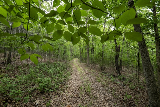 651/TBD Round Robin Ln, Yellville, AR 72687 - view of tree filled area