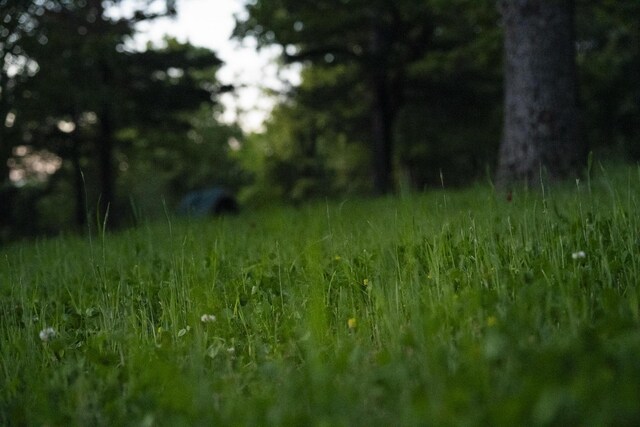 651/TBD Round Robin Ln, Yellville, AR 72687 - view of local wilderness