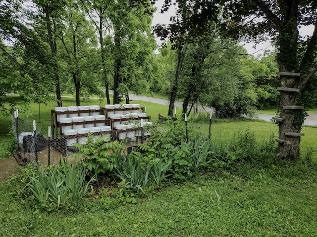 1010 Pine St, Cabool, MO 65689 - view of green lawn