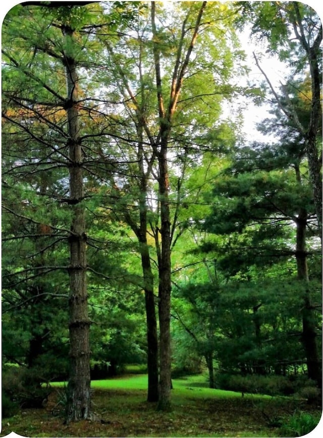 7692 N State Highway H, Springfield, MO 65803 - view of tree filled area