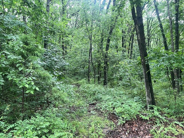 1615 E 562nd Rd, Brighton, MO 65617 - view of tree filled area