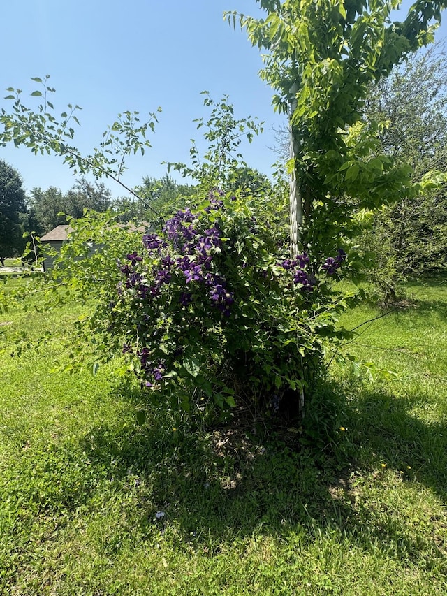 17 Sherwood Trl, Buffalo, MO 65622 - view of yard