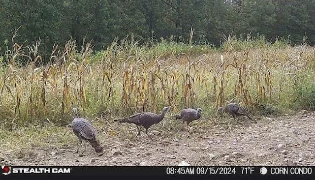 0000 Low Gap Rd, Noel, MO 64854