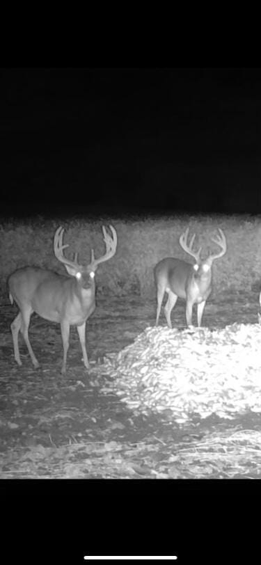 0000 Low Gap Rd, Noel, MO 64854