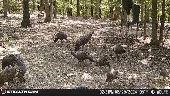 0000 Low Gap Rd, Noel, MO 64854