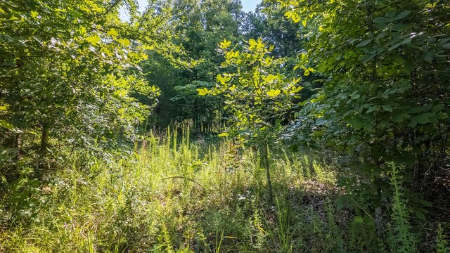 TBD Browns Creek Rd, Ravenden, AR 72459 - photo 11