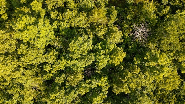 TBD Browns Creek Rd, Ravenden, AR 72459 - photo 15