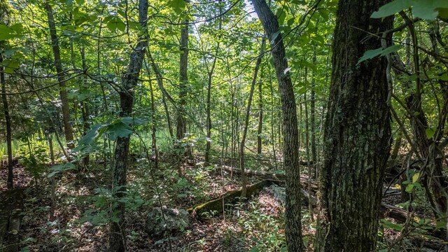 TBD Browns Creek Rd, Ravenden, AR 72459 - photo 8
