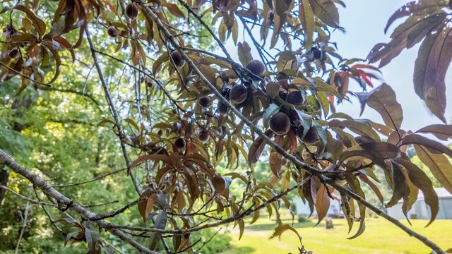 167 Timber Valley Rd, Mammoth Spring, AR 72554 - photo 30