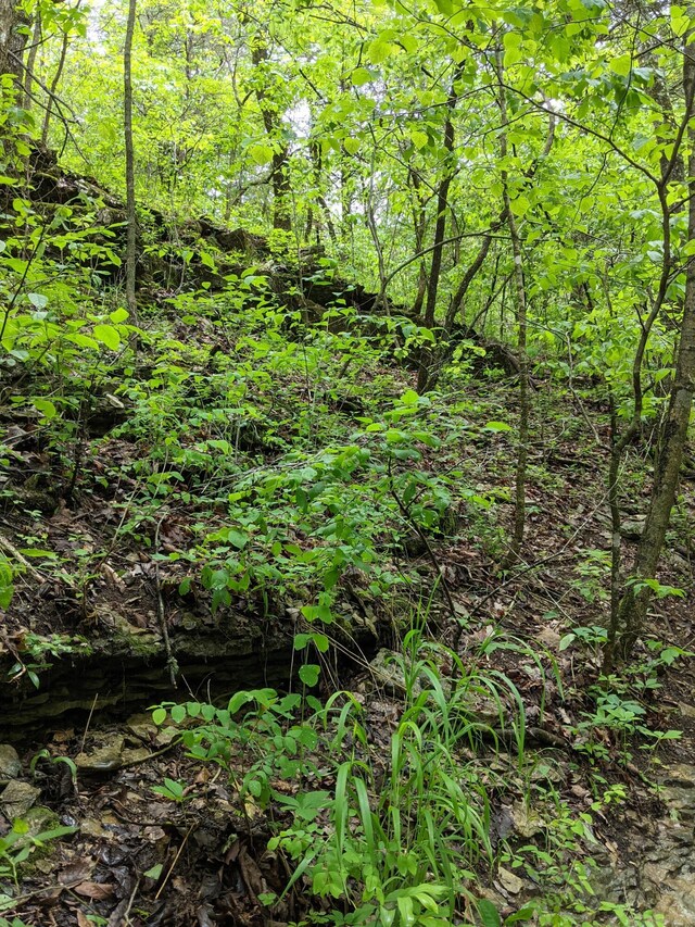 000 Coyote Ridge Rd, Cassville, MO 65625 - photo 18