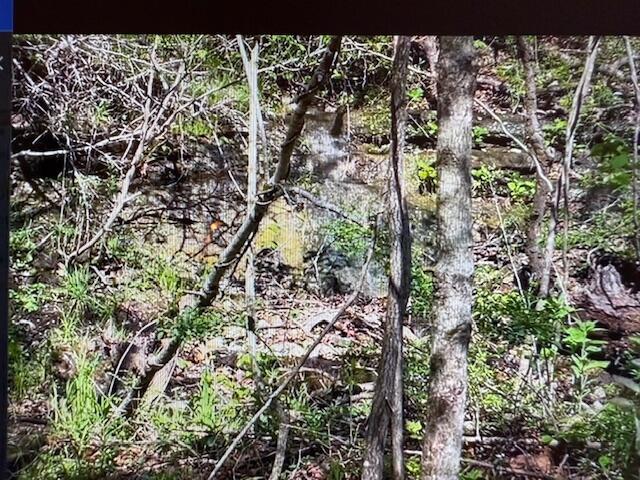 890 Bluebird Ln, Sparta, MO 65753 - view of undeveloped land