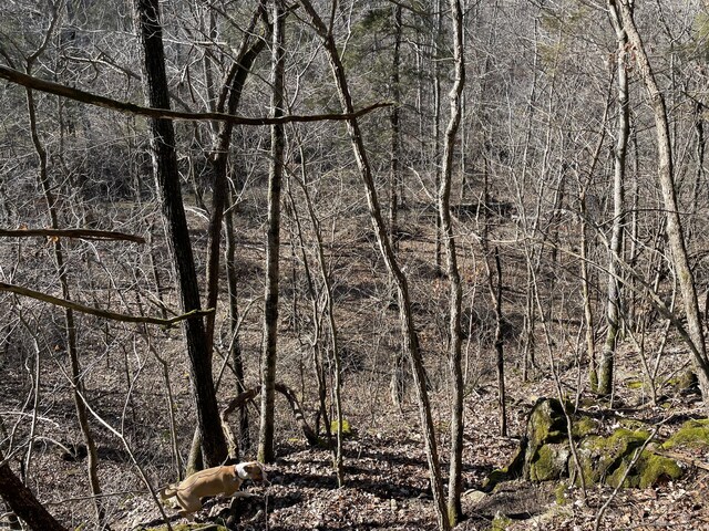890 Bluebird Ln, Sparta, MO 65753 - view of local wilderness