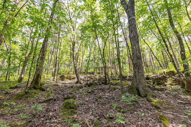 537 Watson Rd, Branson, MO 65616 - view of woods