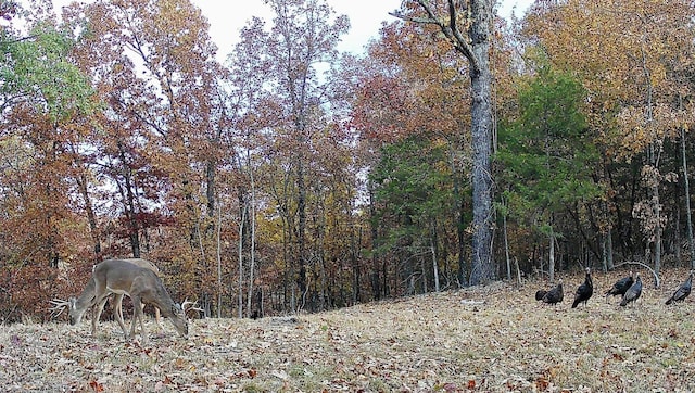 2240 Mease Dr, Reeds Spring, MO 65737 - view of woods