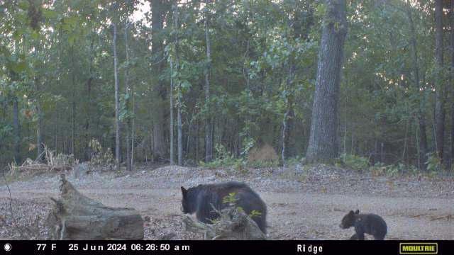 000 County Road 630 Section C, Unit Section C, Gainesville, MO 65655 - photo 3