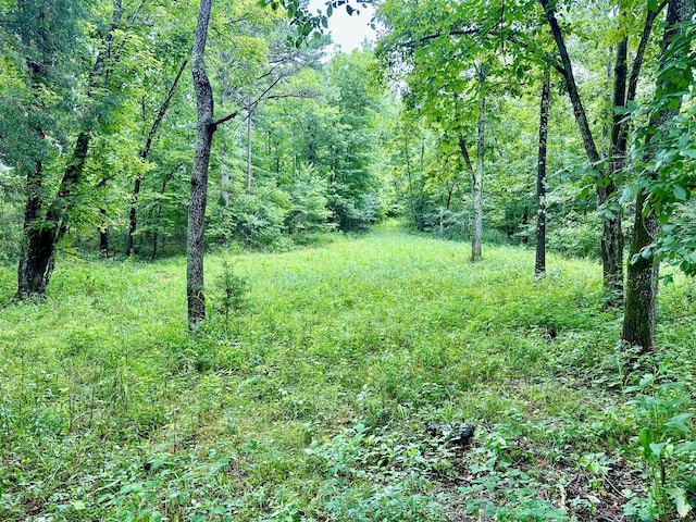 556 Carter 309, Van Buren, MO 63965 - view of tree filled area