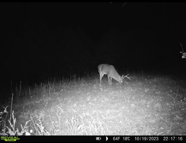1526 Ozark Rd, Crane, MO 65633 - photo 36