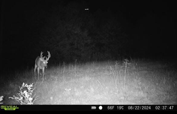 1526 Ozark Rd, Crane, MO 65633 - photo 32