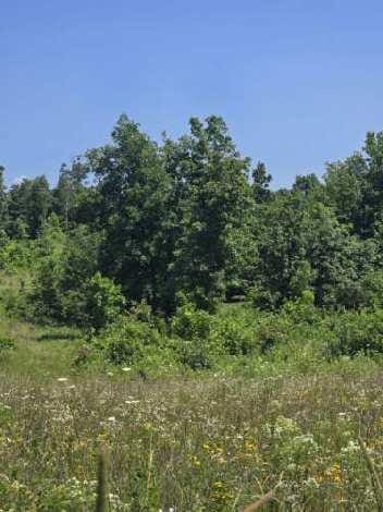 000 Harlow Rd, Mountain View, MO 65548 - photo 6