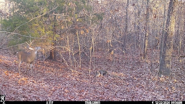 000 Horton Rd, Rocky Comfort, MO 64861 - photo 18