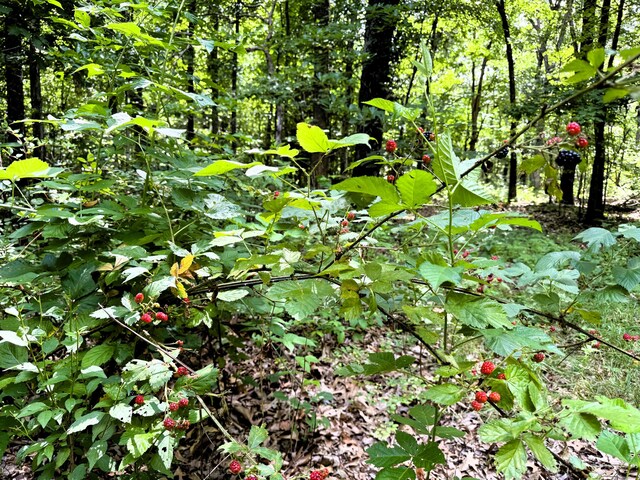 000 Wilderness Way, Anderson, MO 64831 - photo 21