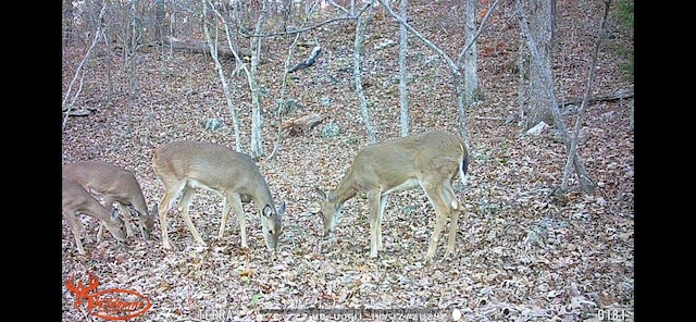 13 Lookout Pt, Bruner, MO 65620 - photo 22