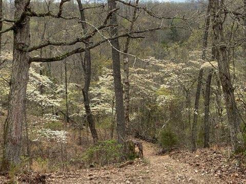 13 Lookout Pt, Bruner, MO 65620 - photo 8