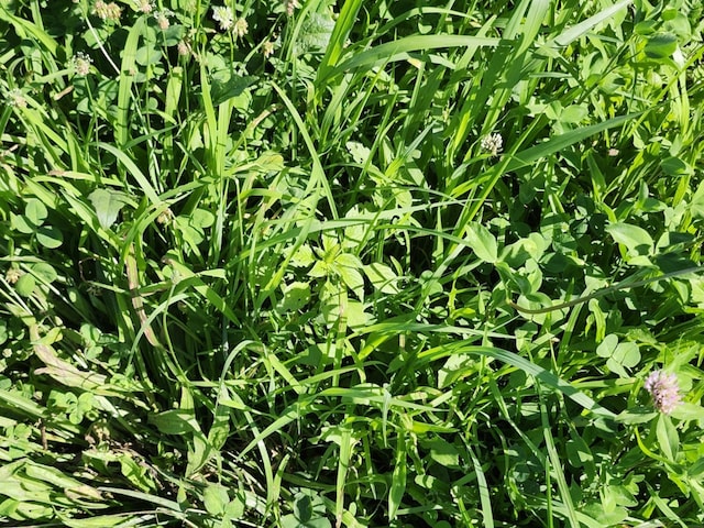 C-000 Tbd, Grovespring, MO 65662 - photo 1