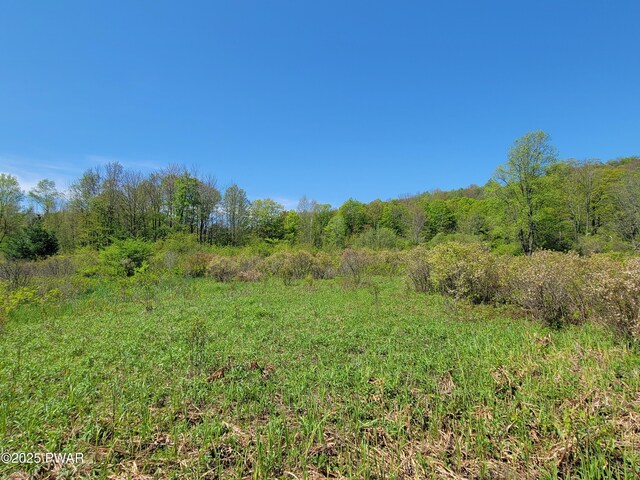 298 Maple Grove Rd, Starrucca, PA 18462 - view of undeveloped land