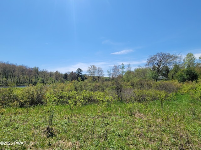 298 Maple Grove Rd, Starrucca, PA 18462 - view of undeveloped land