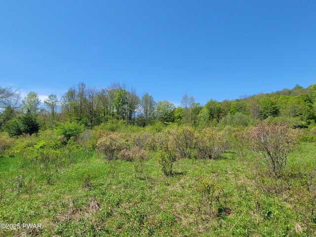 298 Maple Grove Rd, Starrucca, PA 18462 - view of local wilderness