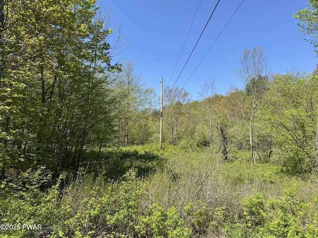 298 Maple Grove Rd, Starrucca, PA 18462 - view of tree filled area