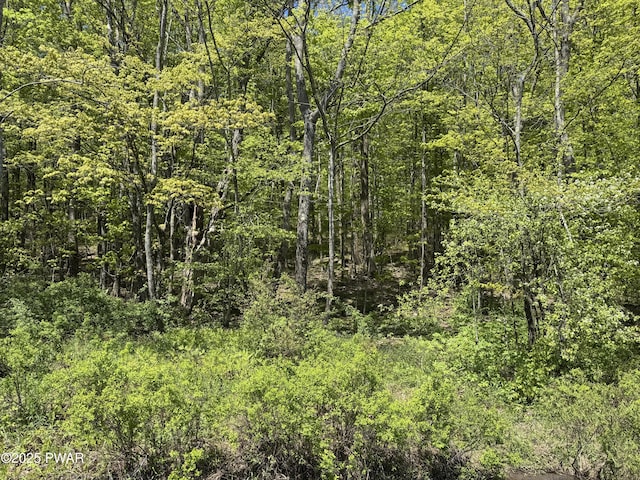 298 Maple Grove Rd, Starrucca, PA 18462 - view of woods